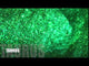 green polyester glitter for art, body, nails and more - PDB Creative Studio